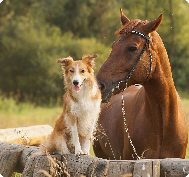 Un cane di razza Collie e un cavallo di colore marrone si trovano insieme in un ambiente naturale, circondati da verde. Il cane sembra felice mentre il cavallo lo osserva con attenzione.